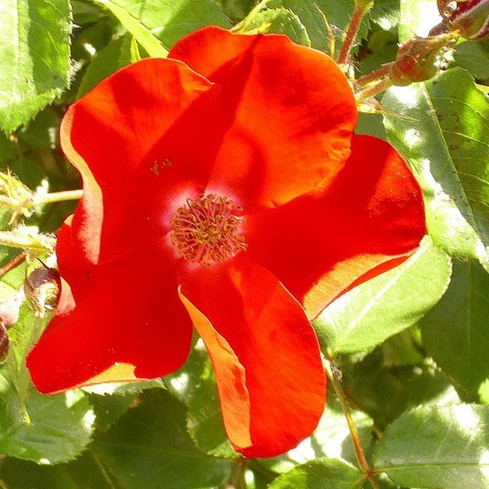 Rosier couvre-sol - rosa 'apache'