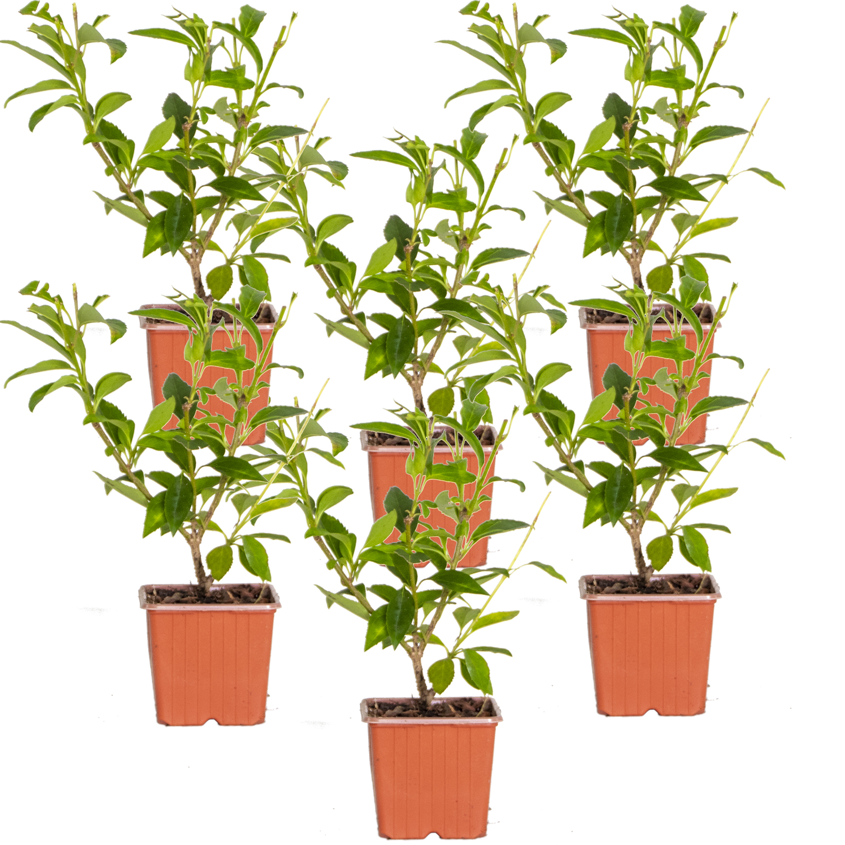 6x forsythia 'spectabilis' - campanule chinoise - plante d'extérieur - rustique - ⌀9 cm - ↕25-35 cm
