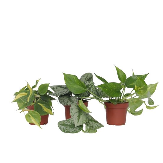 Mélange de pothos - set de 3 - philodendron, epipremnum - h25-40cm - ⌀12cm