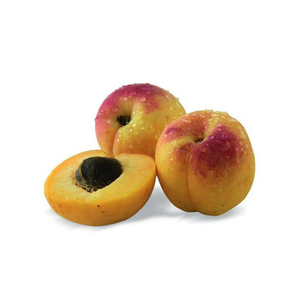 Abricotier nain petit' abri® - nains de jardin® pot de 4.5l - 30/60 cm