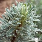 Euphorbia 'glacier blue':pot 4l
