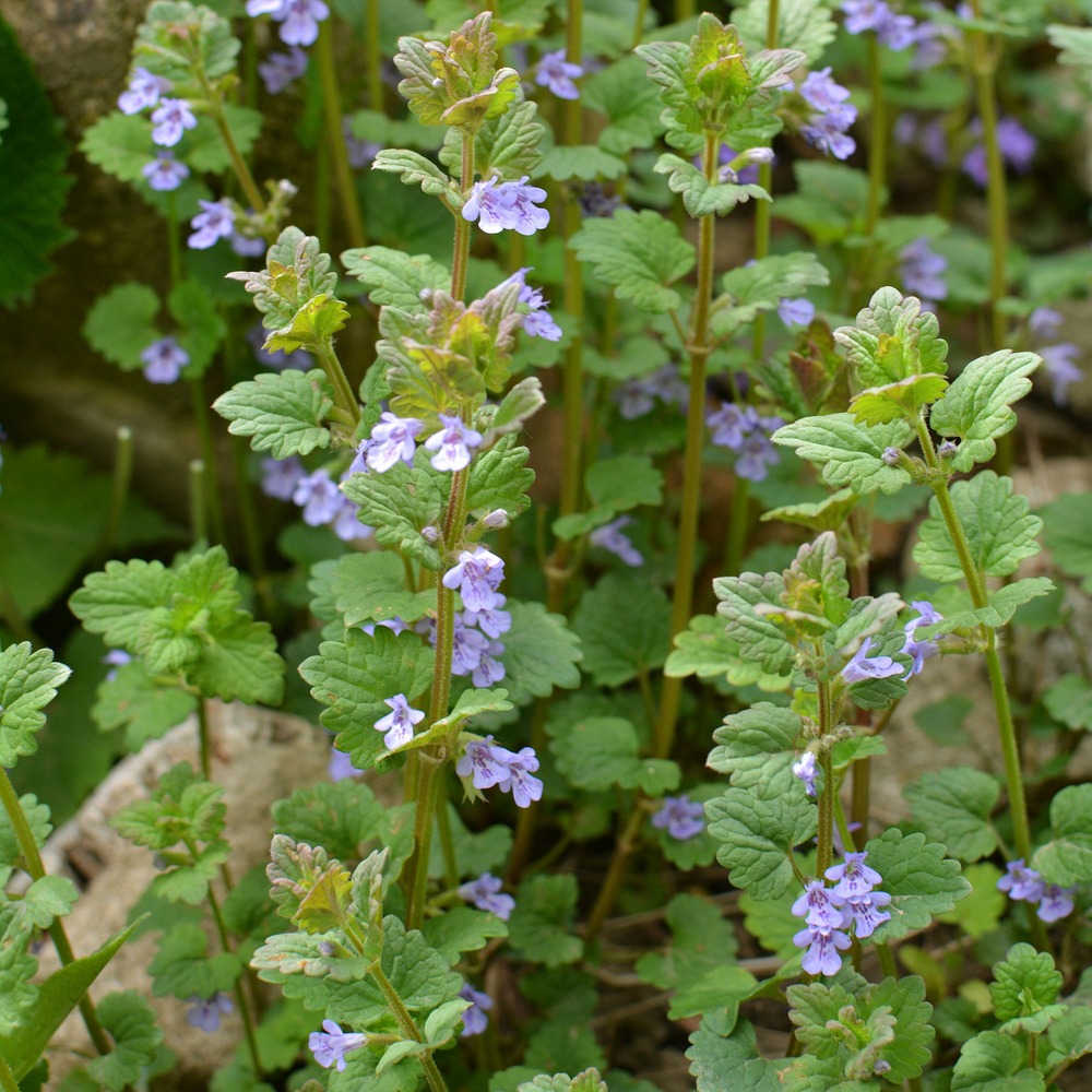 Lierre terrestre - le pot / ø 9cm, vendu par lot de 4