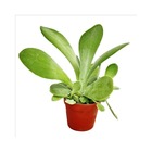 Kalanchoe thyrsiflora - petite plante en pot de 5,5 cm
