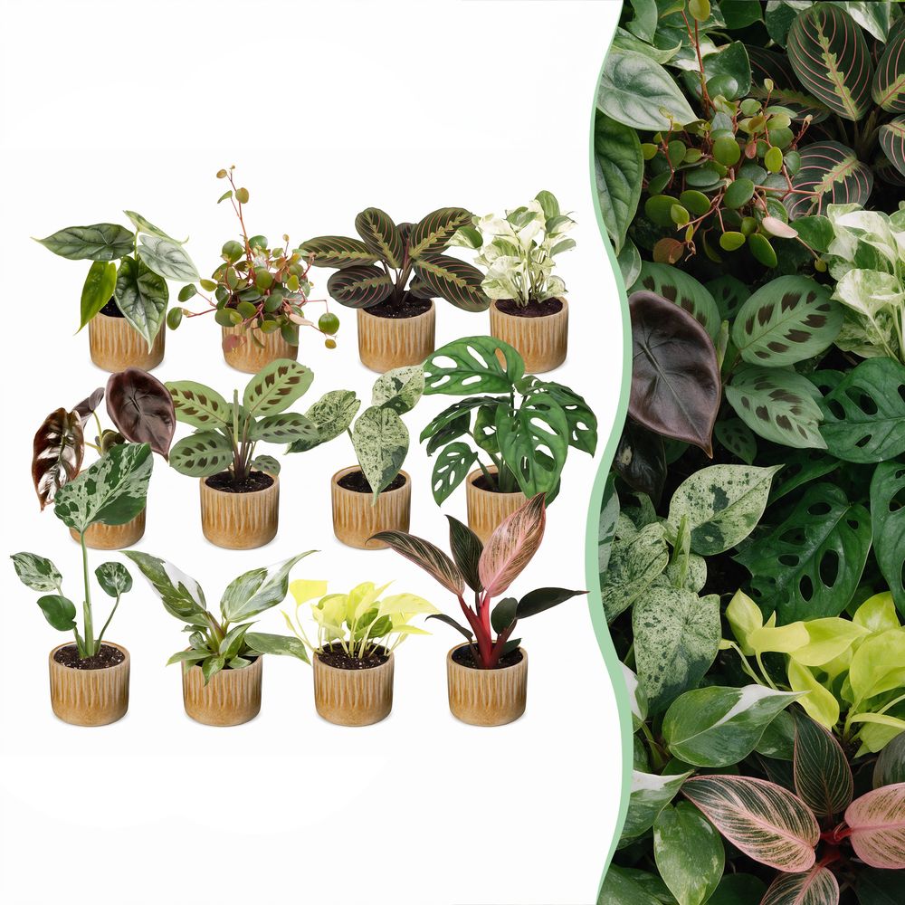 Box surprise baby plantes tropicales - lot de 12 mini plantes avec cache-pots linnea miel - pot ø6 cm