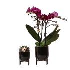 Ensemble de plantes nordic noir avec orchidée phalaenopsis violette morelia 9cm et echeveria purpusorum 6cm
