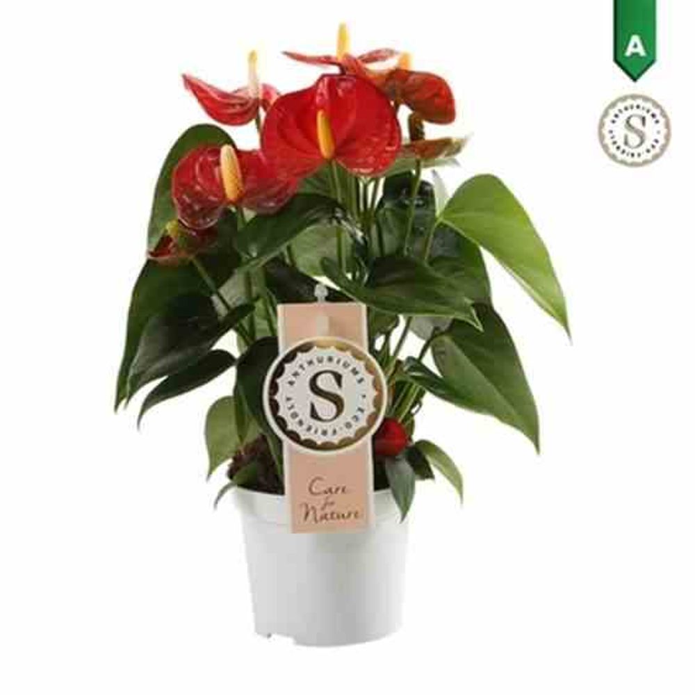 Anthurium Rouge Avec Panier Jonc De Mer - Plante D'Intérieur 60-70cm ∅19cm Attitude Jardin