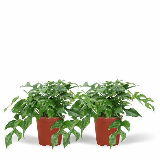 Lot de 2 - monstera minima - () - h25 cm