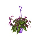 Gynura purple passion - feuille de velours - ortie velours - plante violette 14cm supension
