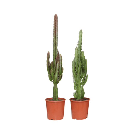 Euphorbia vert / rouge - 2 pièces - ø17cm - ↕75cm - plantes d'intérieur