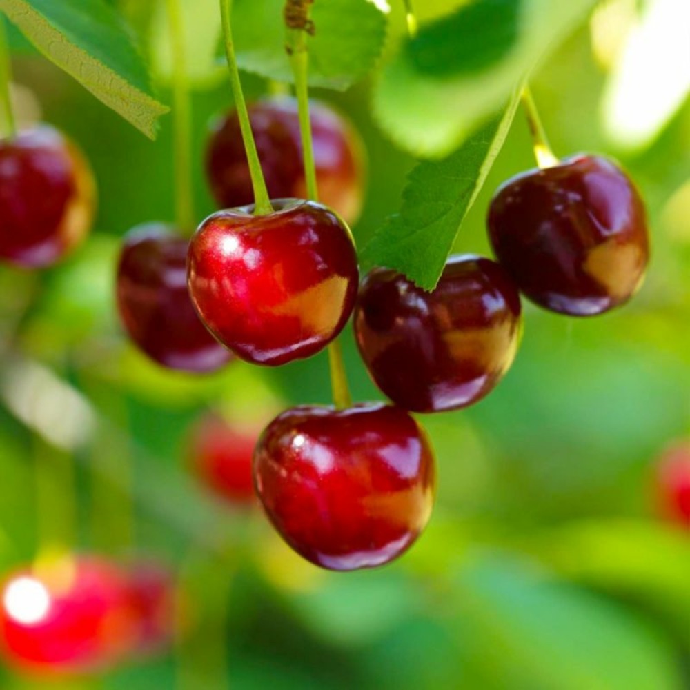 Cerisier 'Belle Magnifique'…