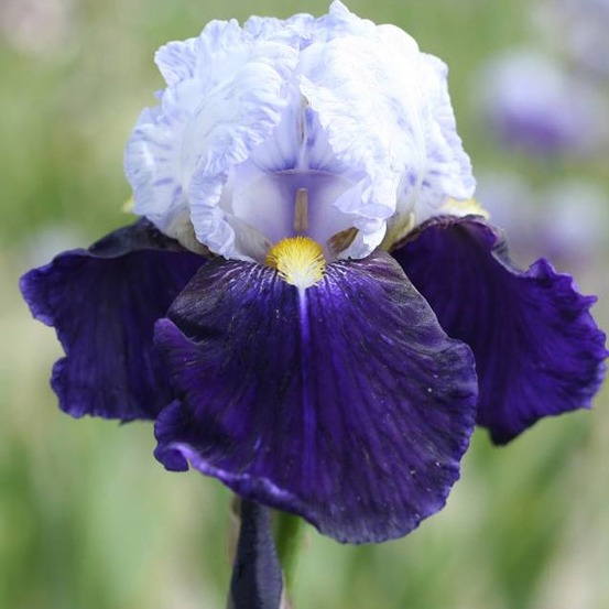 Iris des jardins 'night edition' godet de 8/9 cm