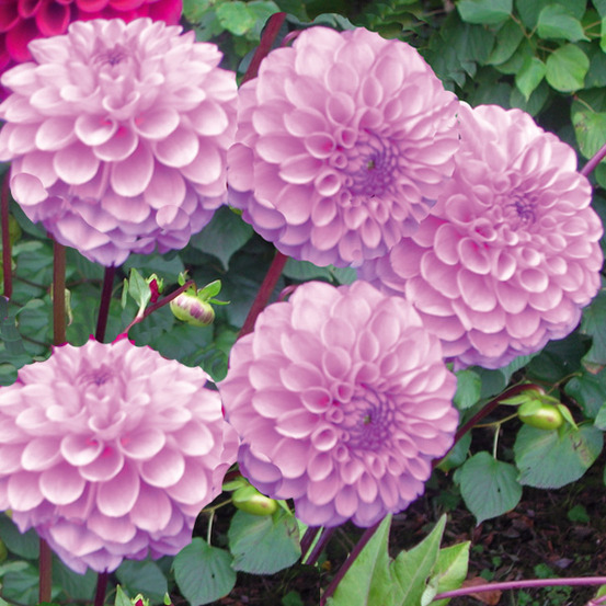 Dahlia balle 'boy scout' bulbe calibre i