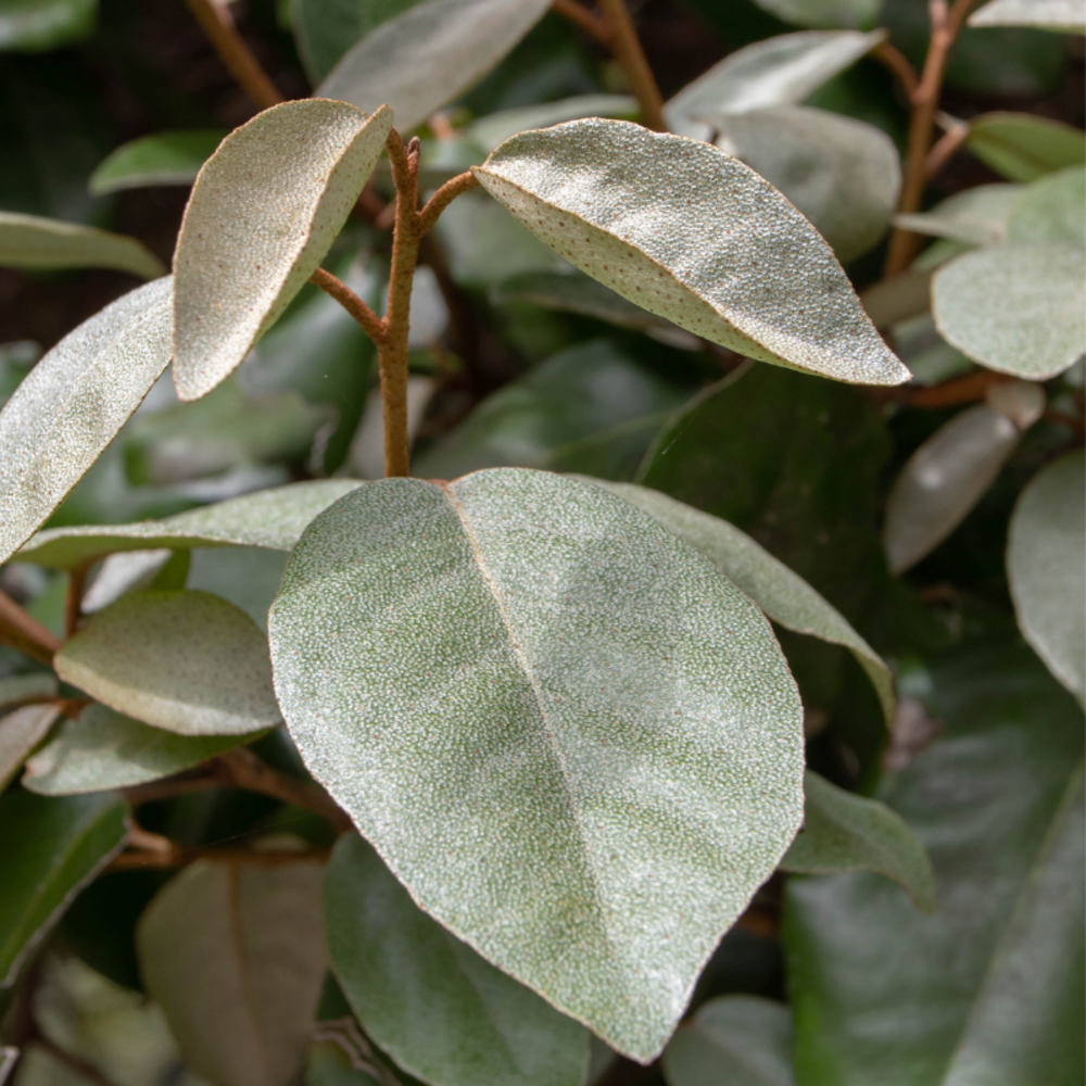 Chalef - elaeagnus ebbingei 40cm en pot