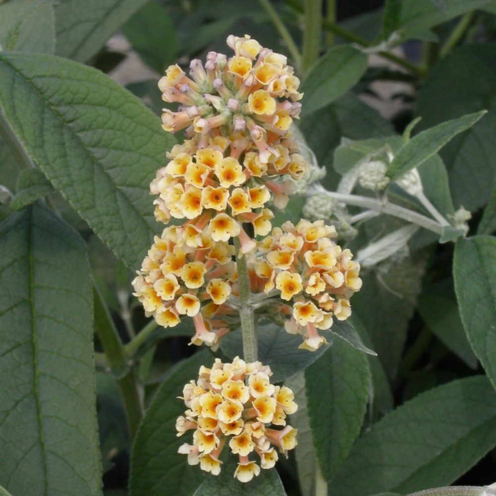 Arbre aux papillons jaune sungold, buddleia pot de 4l - 40/60 cm