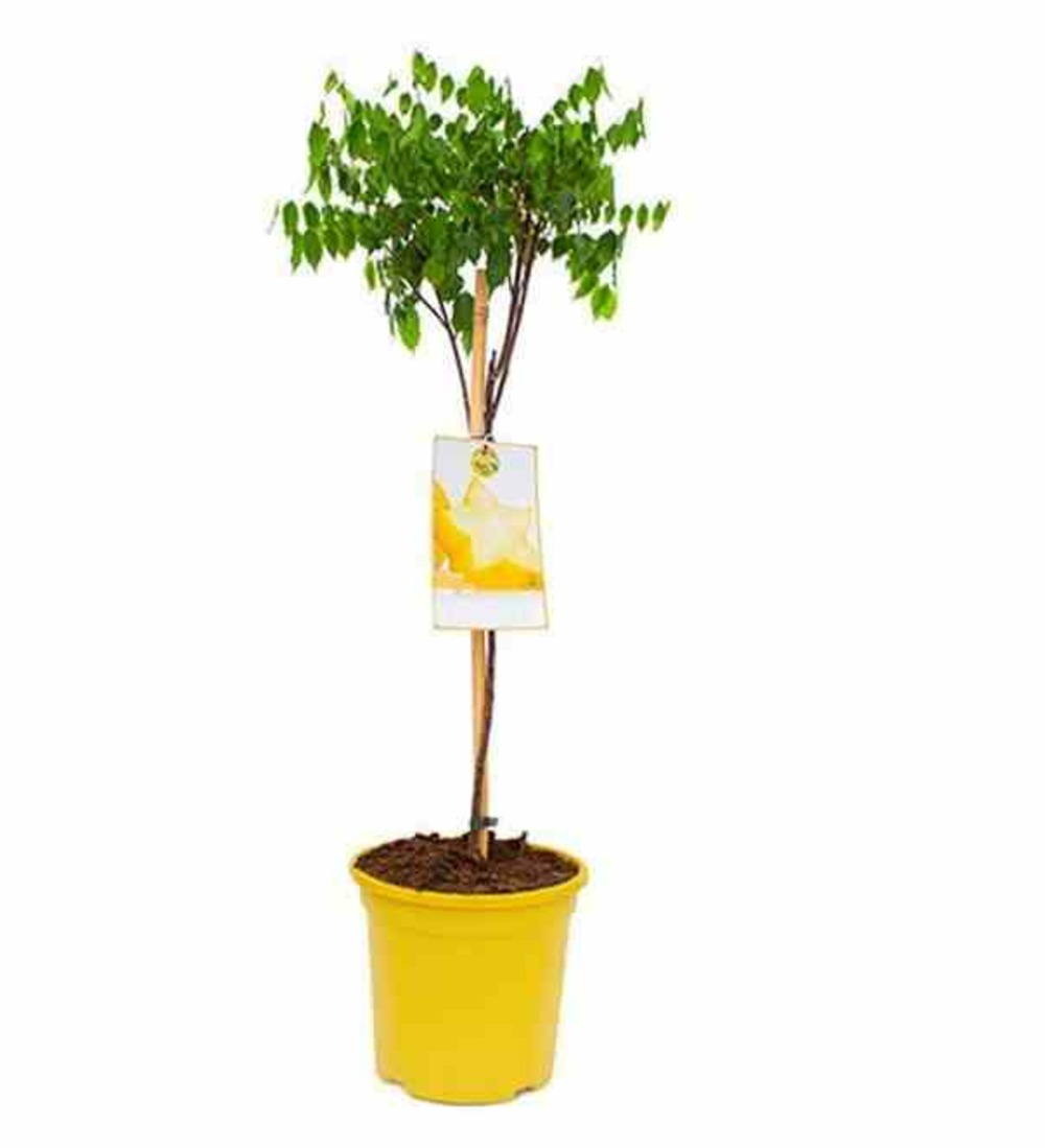 Averrhoa carambola variété kwang tung (carambolier, carambole) pot de 10 litres ? 140/160 cm