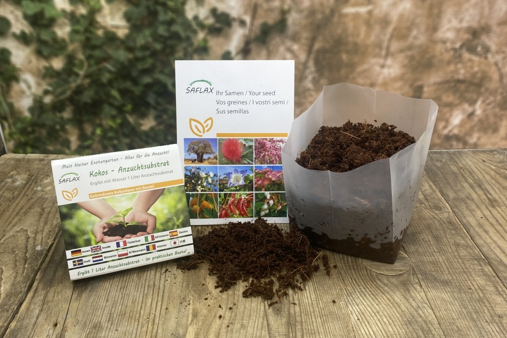 Arbre Aux Orchidées Blanches - 5 Graines - Avec Substrat - Bauhinia