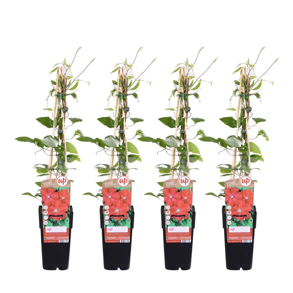 Lot de 4 - clematis rouge cardinal - h65 cm - ø15 cm - plante d'extérieur