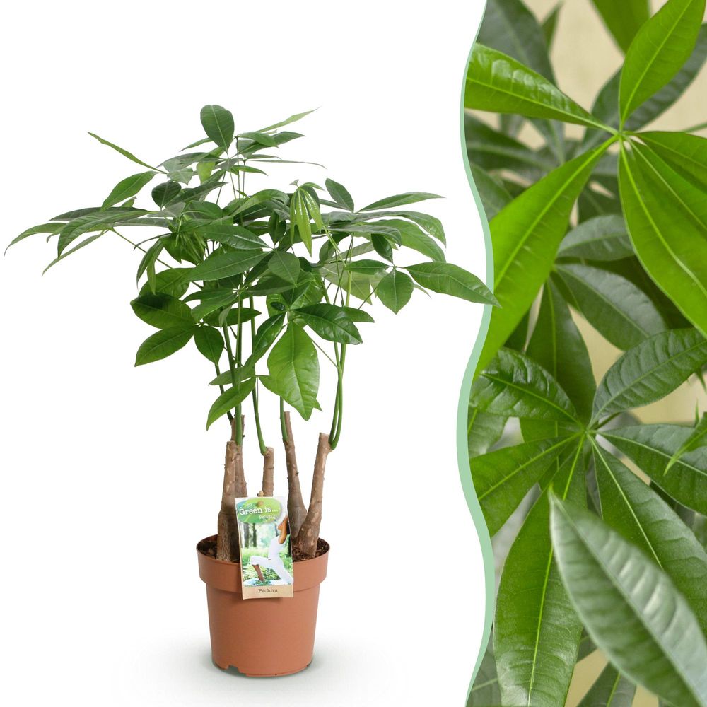 Pachira aquatica plusieurs pieds - arbre à argent - pot de 17cm - hauteur 50-55cm - plantes d'intérieur