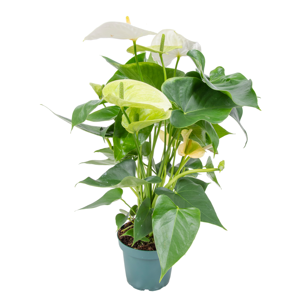 Anthurium - plante flamant rose - blanc - plante d’intérieur - 30-40 cm de haut - pot 12 cm