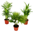 Palmiers de chambre lot de 3 - palmier des montagnes (chamaedorea) - palmier éventail (livistona) - areca (palmier aux fruits d'or)