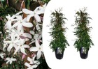Jasminum polyanthum - set de 2 - pyramide - jardin - pot 17cm - hauteur 60-70cm