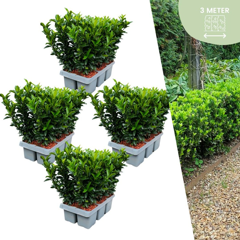 24 x fusain 'green spire'