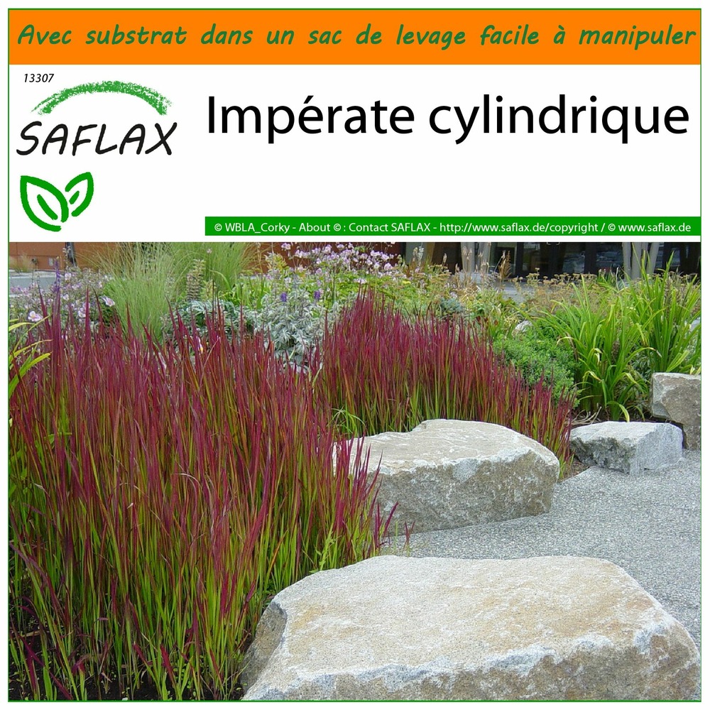Garden in the bag - impérate cylindrique - 50 graines - imperata cylindrica