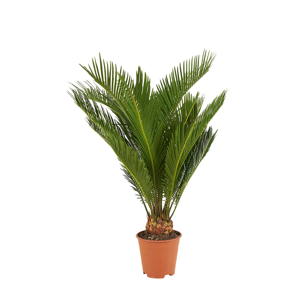 Cycas revoluta - palmier de la paix - fougère cycas - plantes d'intérieur - très facile d'entretien - 40-50 cm de haut - pot 15 cm