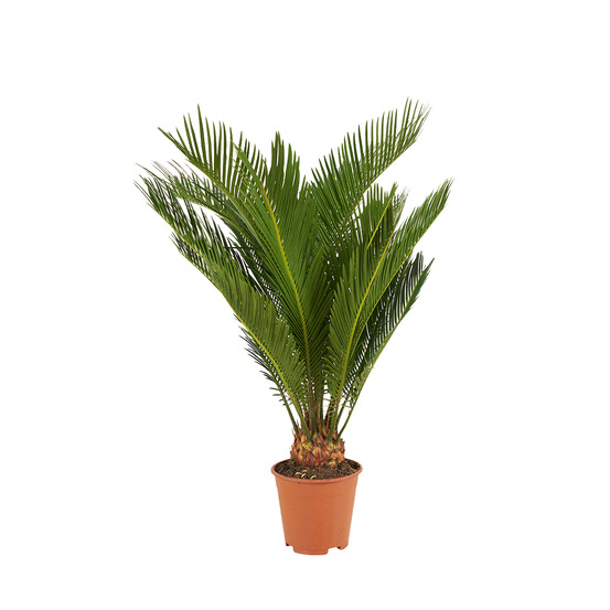 Cycas revoluta - palmier de la paix - fougère cycas - plantes d'intérieur - très facile d'entretien - 40-50 cm de haut - pot 15 cm