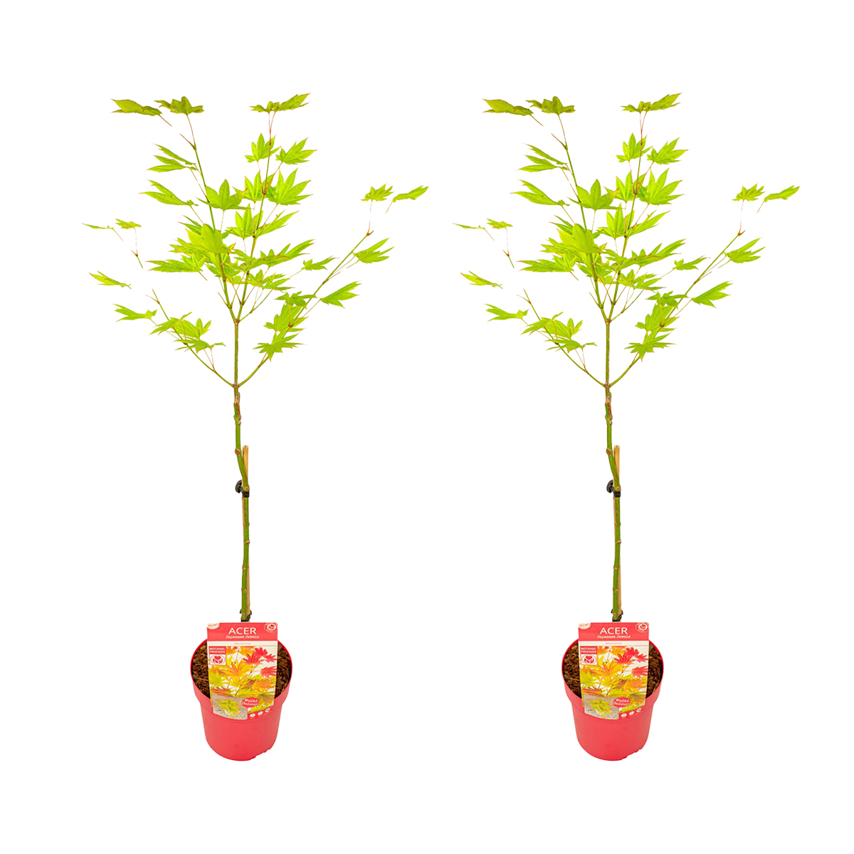 Lot de 2 - acer shirasawanum moonrise - érable du japon sur tronc - h. 80-100 cm - p. 19 cm