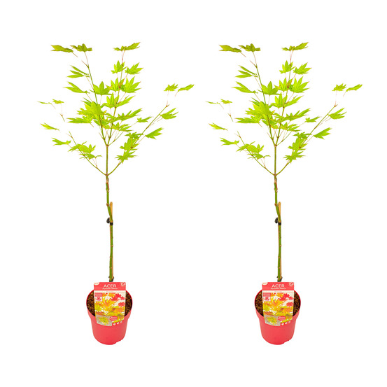Lot de 2 - acer shirasawanum moonrise - érable du japon sur tronc - h. 80-100 cm - p. 19 cm