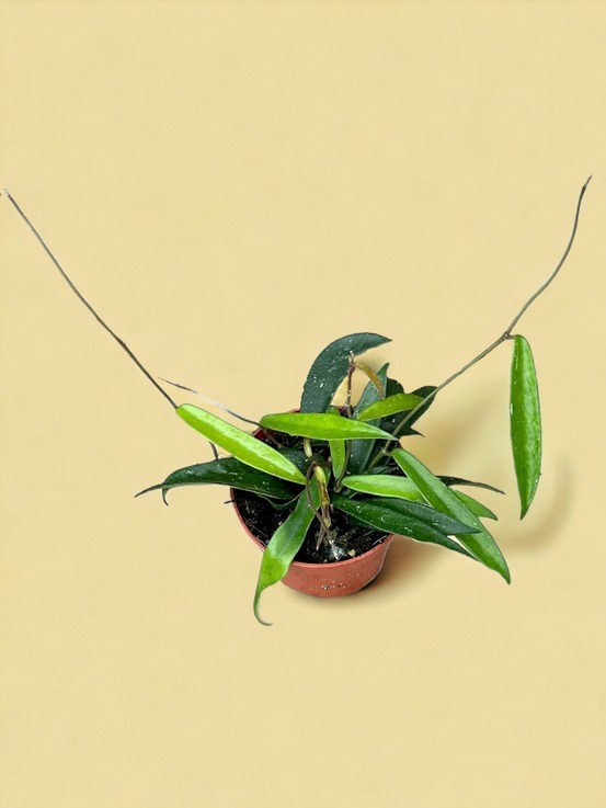 Hoya minibelle