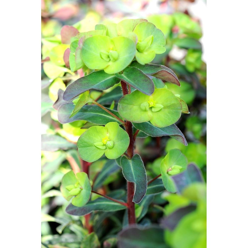 Euphorbe 'purpurea' - en pot de 3 litres