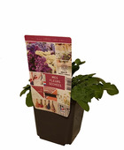 Statice gamme bouquet sec pot 13 cm