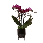 Orchidées colibri | orchidée phalaenopsis violette morelia en pot nordique noir - taille du pot 9cm - hauteur 40cm