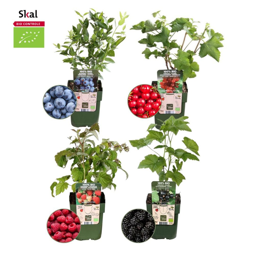 Lot de 4 plantes fruitières