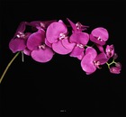 Orchidée lisa factice rose intense h98cm 8 fleurons 4 boutons qualité - couleur: