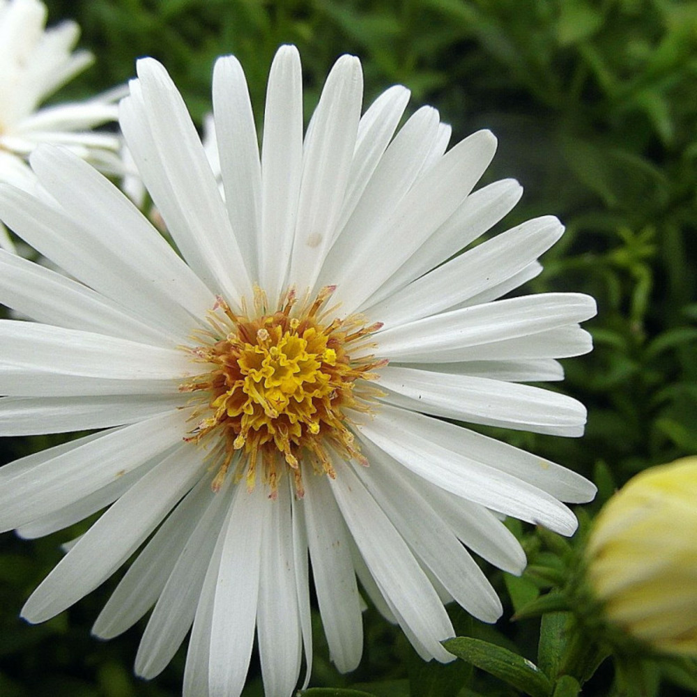 Aster des alpes white pot de 3l - 20/40 cm
