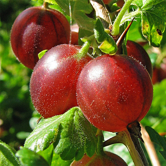 Groseiller à maquereau 'hinnonmaki rouge' pot de 1,5l/2l, buisson