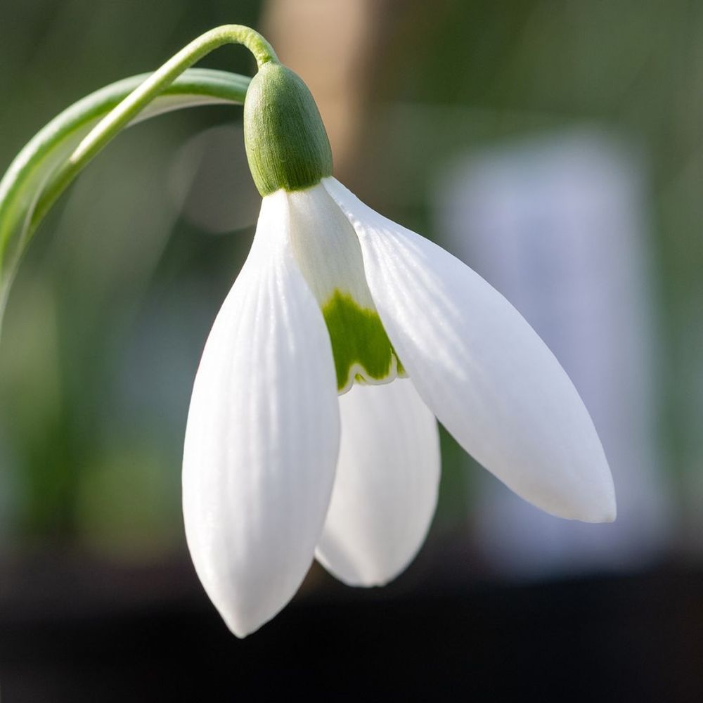 Perce-neige elwesii bulbe calibre 4/4,5 (par 10)