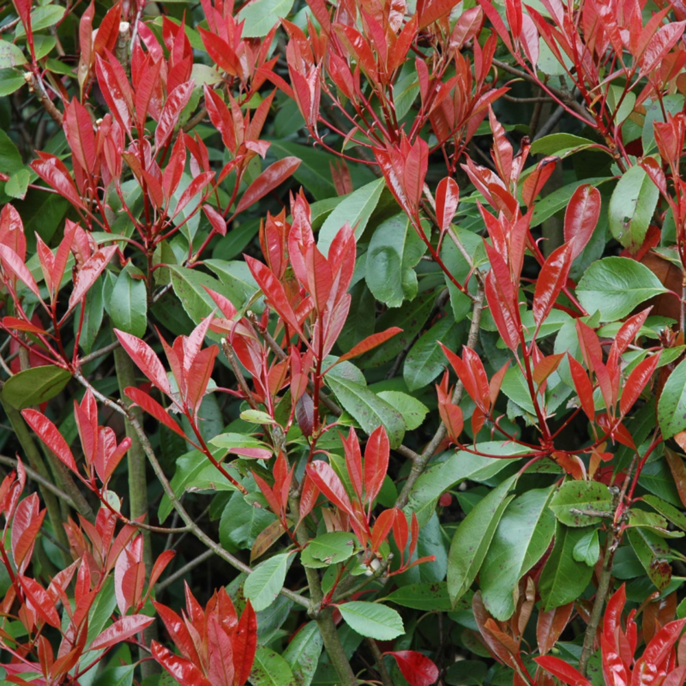 Photinia fraseri little fenna - photinia fraseri little fenna pot 2l