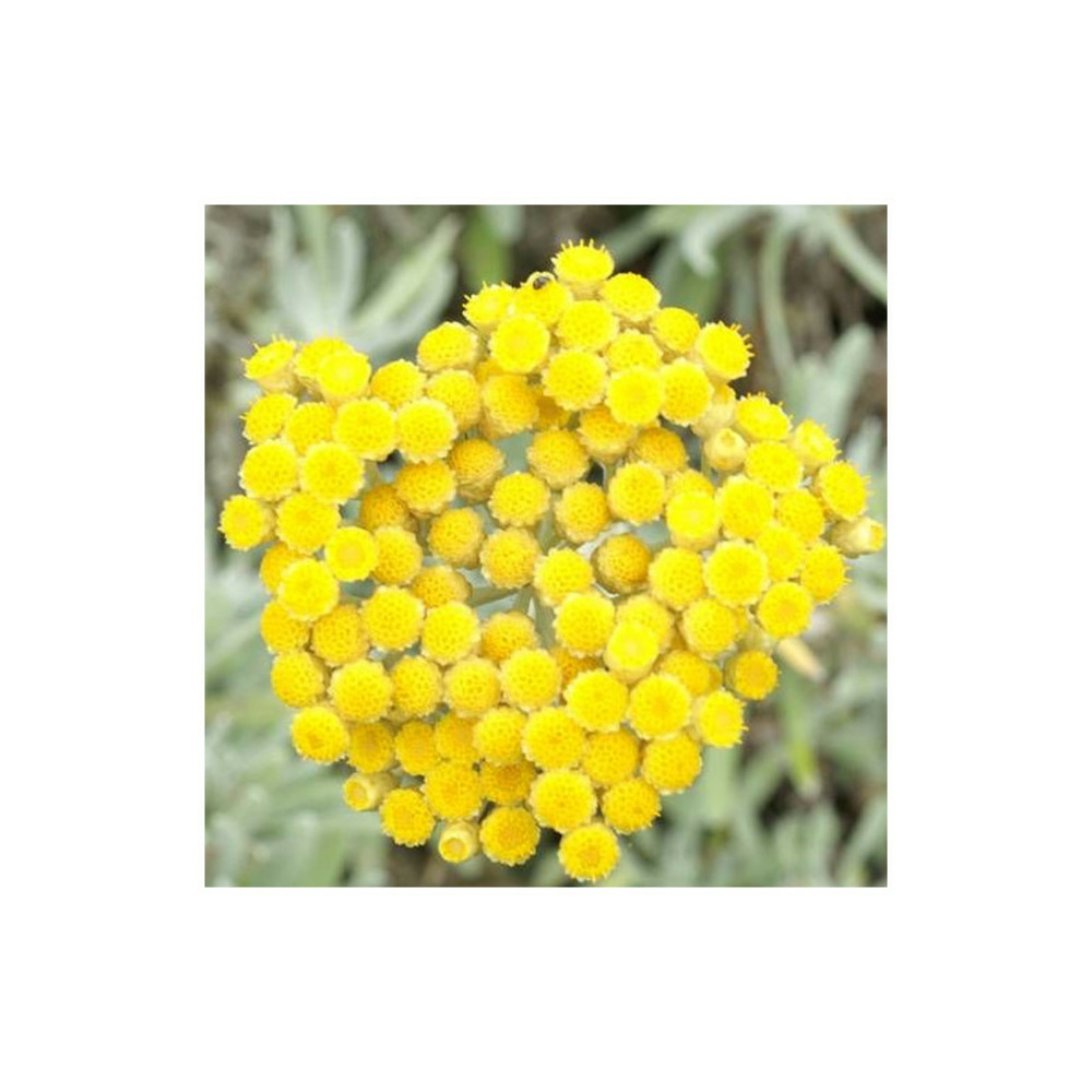 Immortelle d'orient godet - 5/20 cm