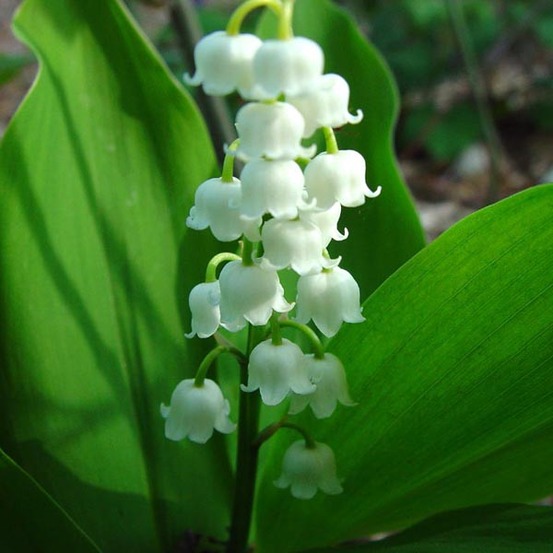 6 x muguet - convallaria majalis - godet 9cm x 9cm