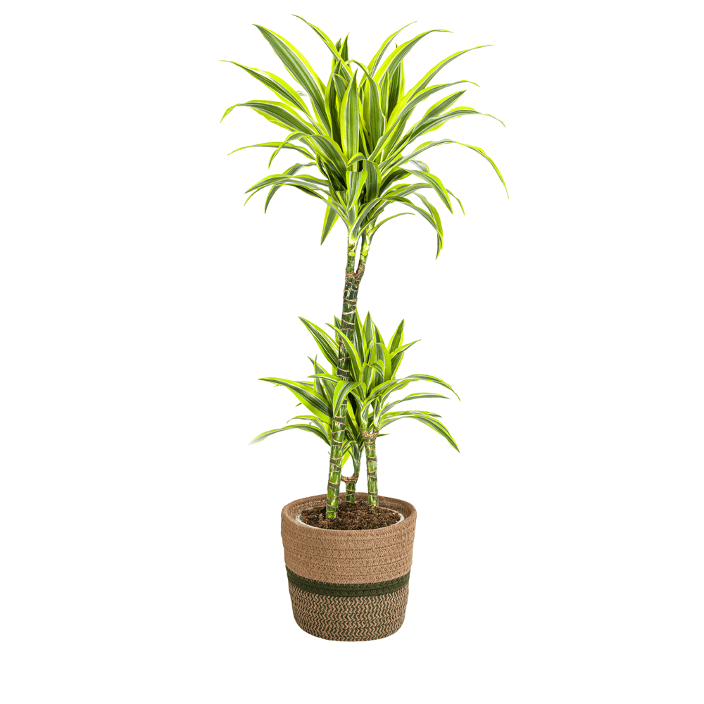 Dracaena deremensis lemon lime avec cache-pot ø21cm - ↕90 - 110cm - plantes d'intérieur