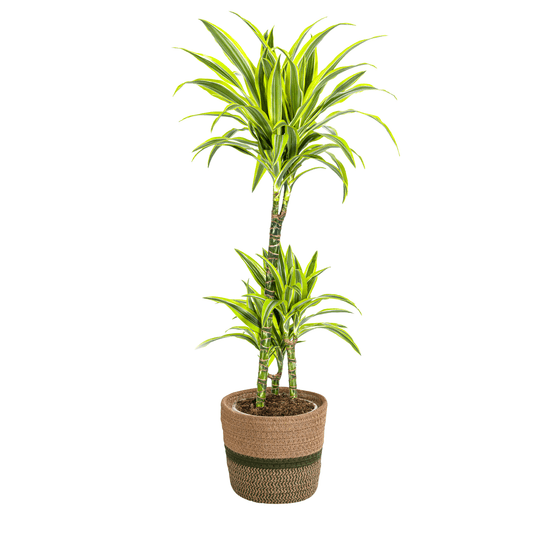 Dracaena deremensis lemon lime avec cache-pot ø21cm - ↕90 - 110cm - plantes d'intérieur
