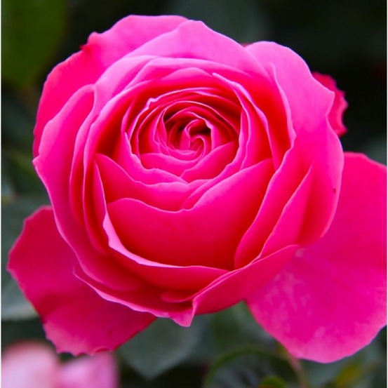 Rosier 'kimono'