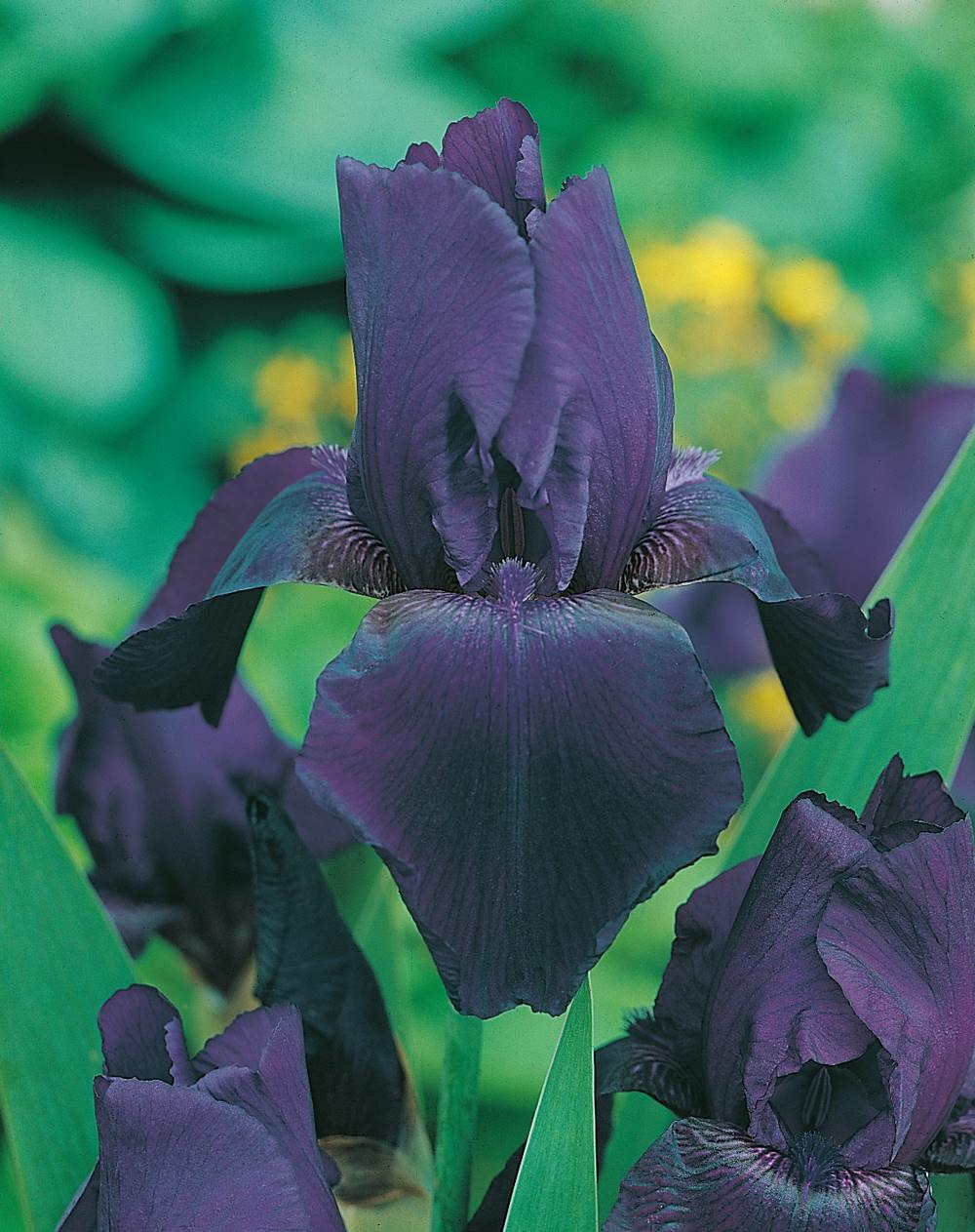 Iris des jardins tuxedo - le godet