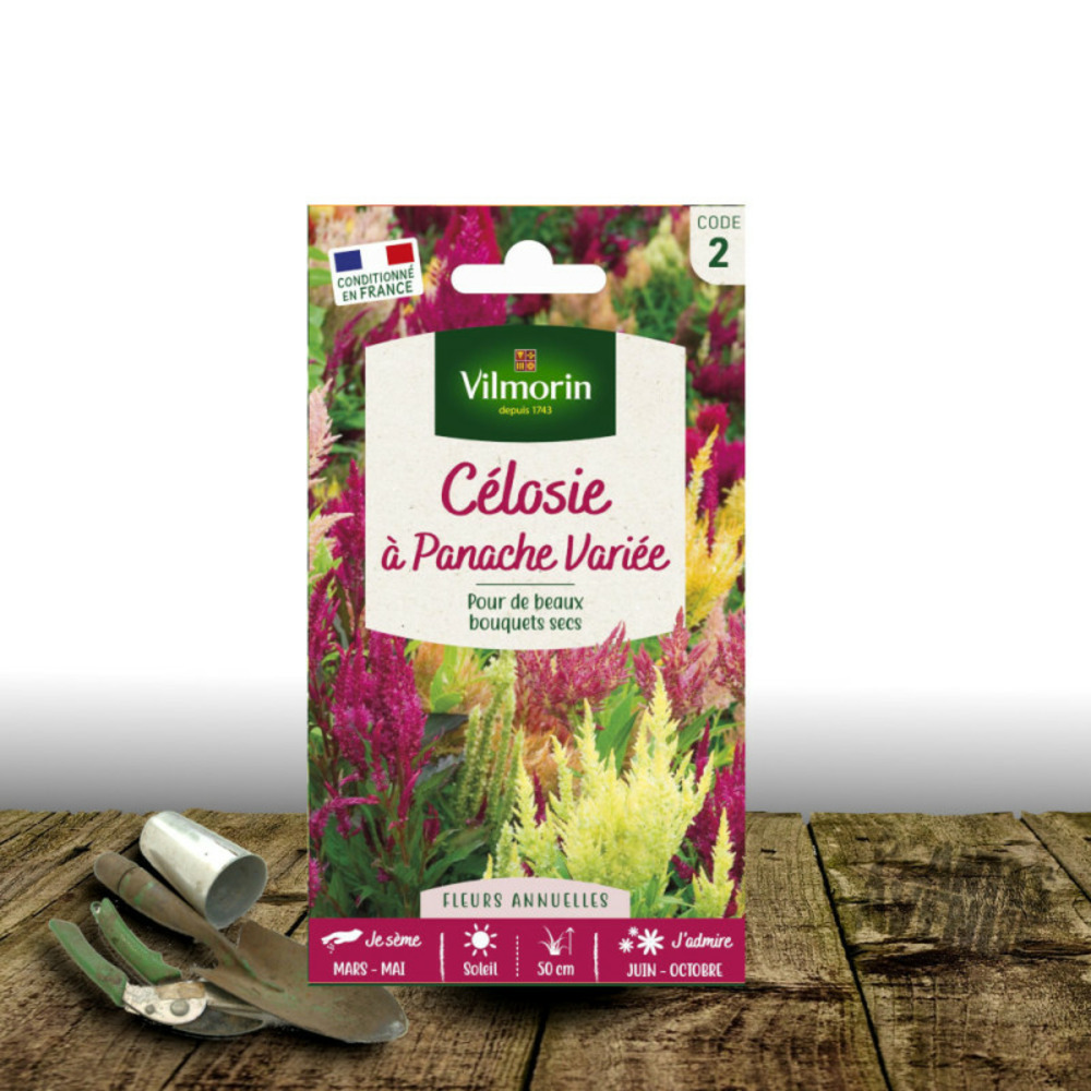 Graines de célosie à panache variée - vilmorin sachet