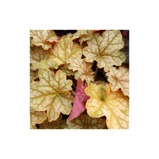 Heuchere ginger ale lot de 3 godets