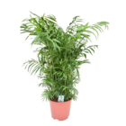 Chamaedorea elegans - palmier de salon - véritable plante d'intérieur - pot de 20cm - hauteur de 80-90cm